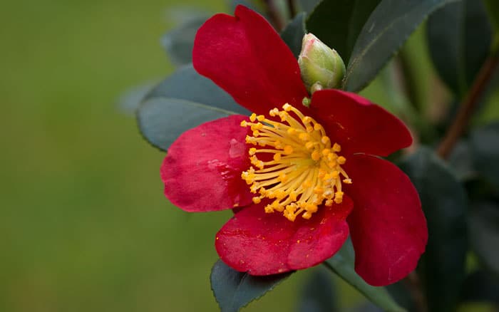 Camellia sasanqua 'Yuletide' (Camellia) for December 2024 gardens