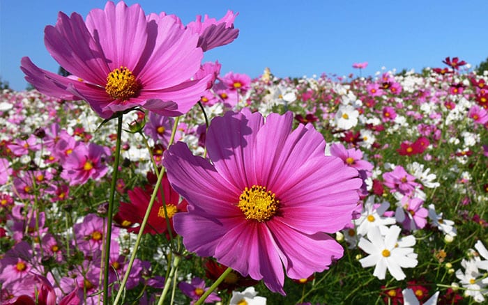 cosmos plant biography