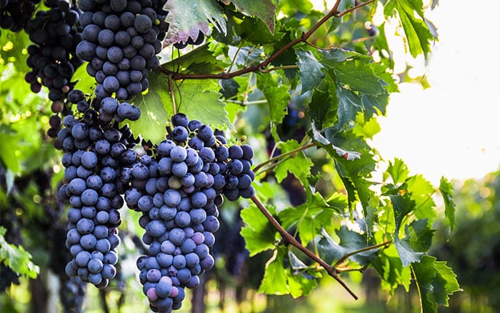 Grapevine plant blue grapes