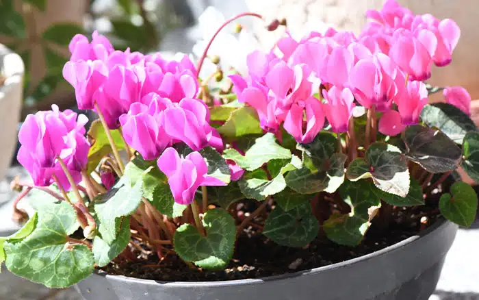 Indoor persian cyclamen