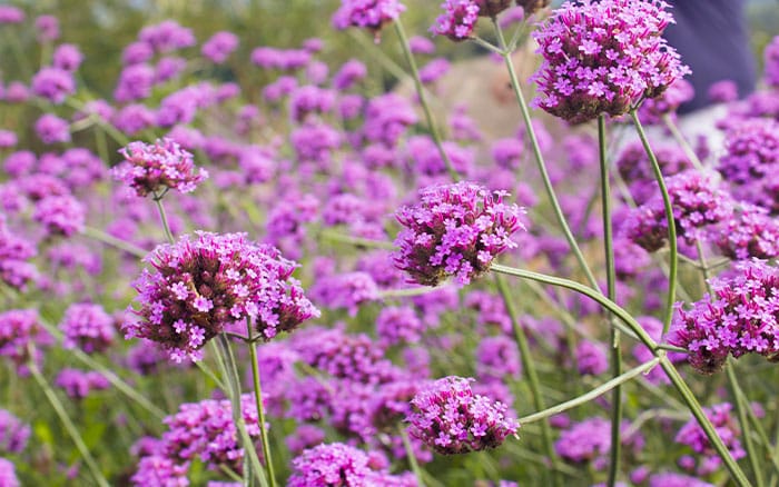 Verbena or vervain