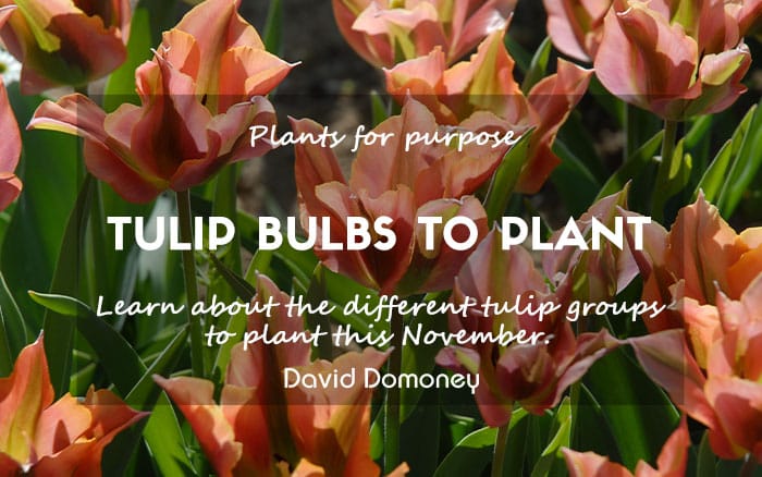 Plants for a purpose tulip bulbs November 2024