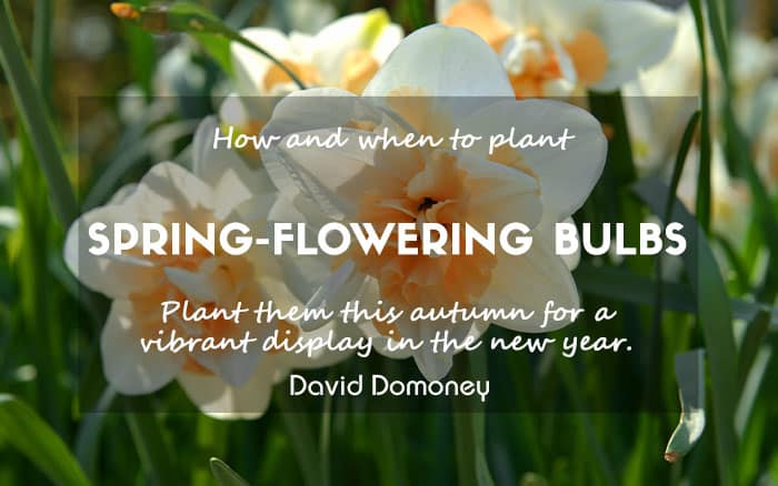 Spring flowering bulbs feature november 2024 newsletter