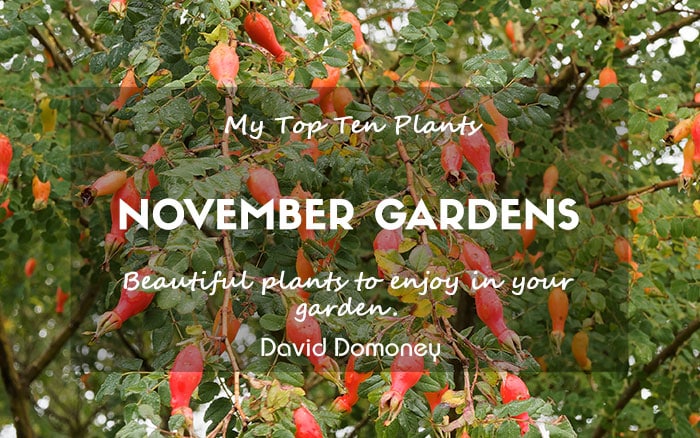 Top 10 plants for November garden