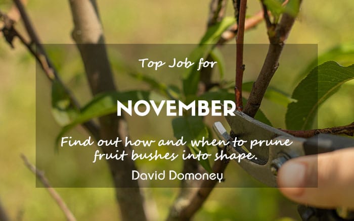 Pruning fruit bushes blog feature newsletter