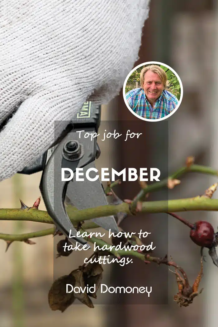 David Domoney Top Jobs for the Month December 2024