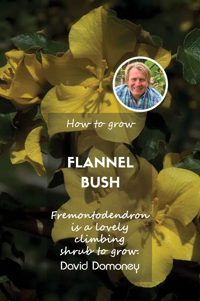 How to grow fremontodendron feature