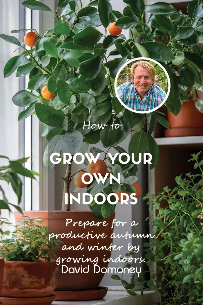 Grow your own indoors feature