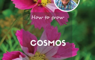 How to grow cosmos feature