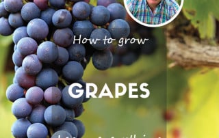 How to grow grapes feature