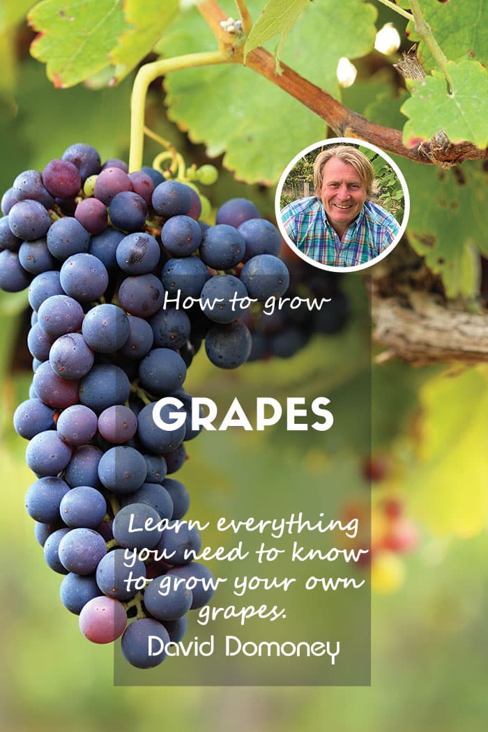 How to grow grapes feature