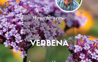 How to grow verbena/vervain feature