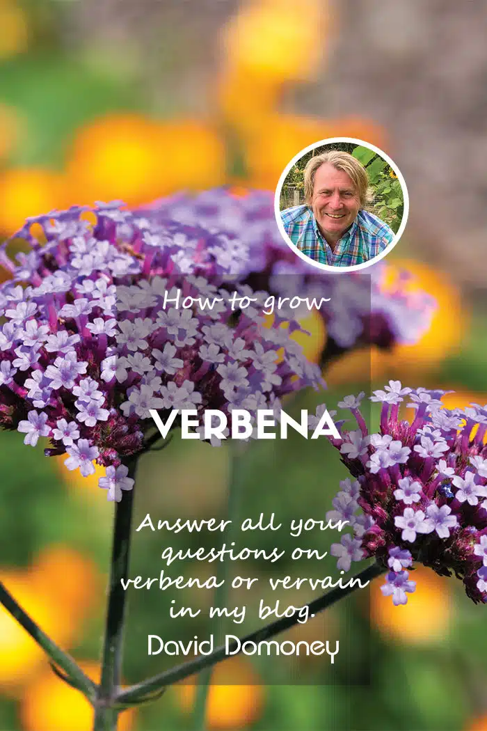 How to grow verbena/vervain feature