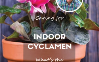 How to care for indoor cyclamen feature