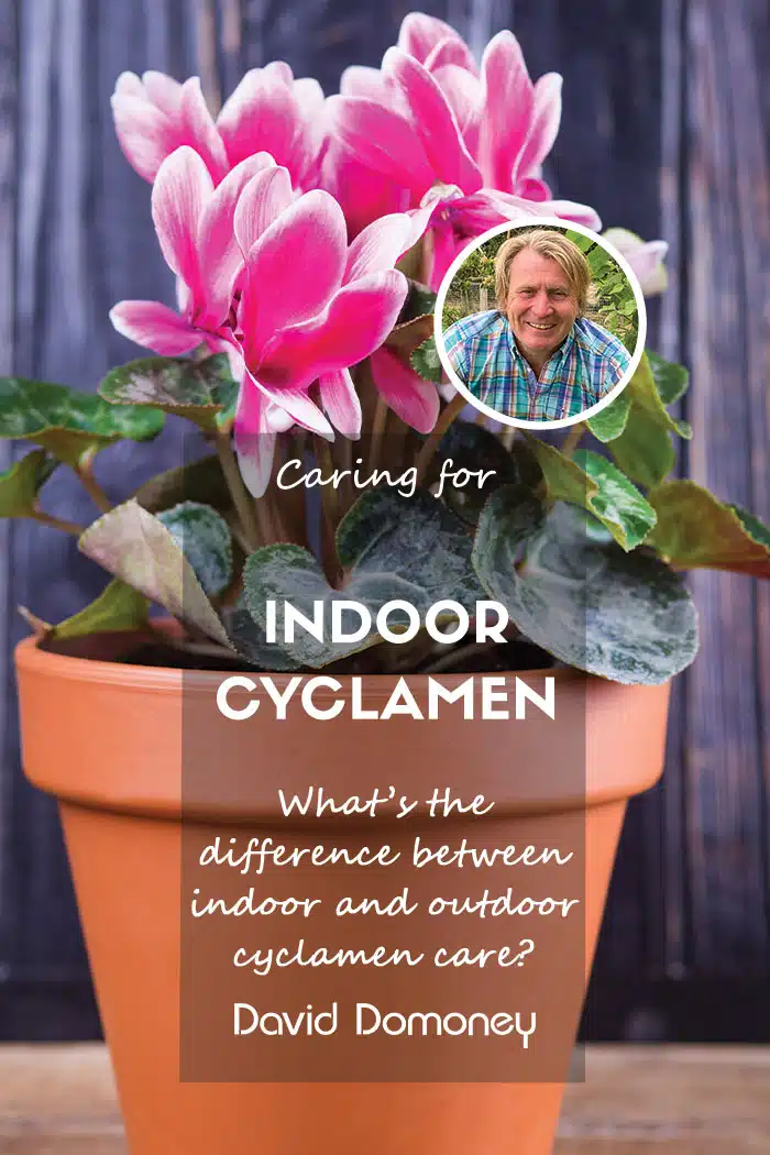 How to care for indoor cyclamen feature