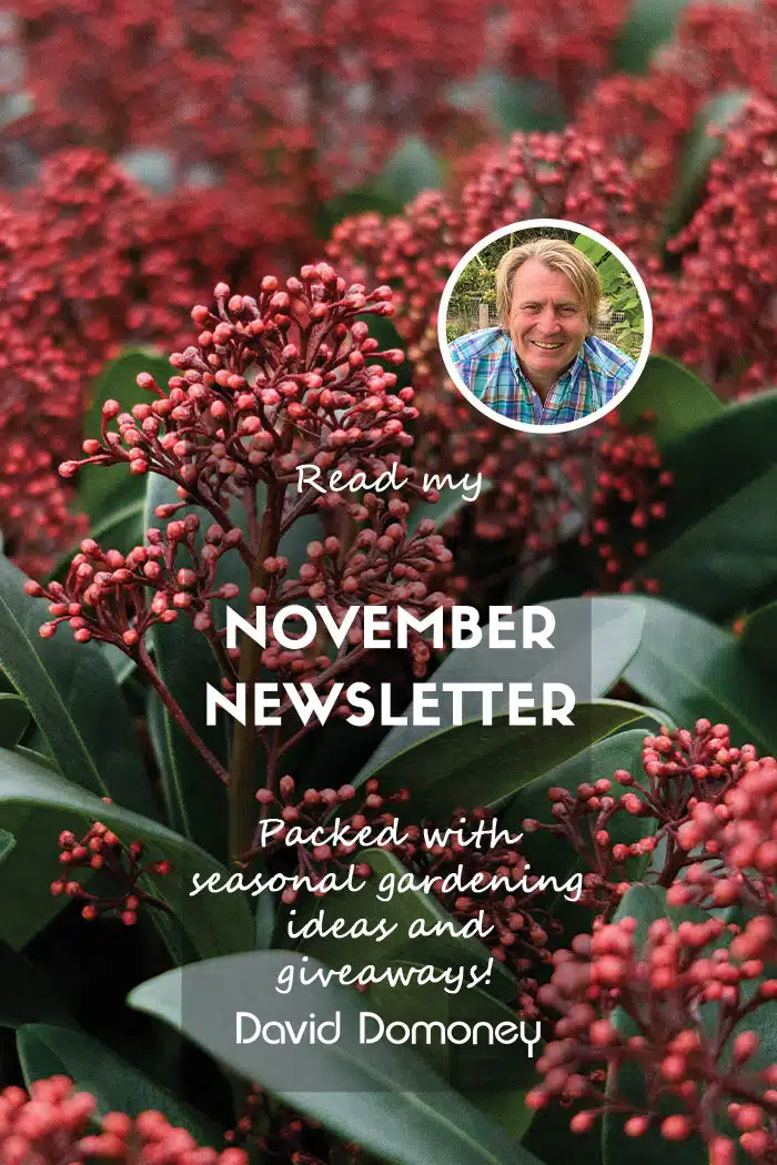 Newsletter Feature November 2024