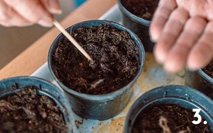 Tip 3 sowing into pots