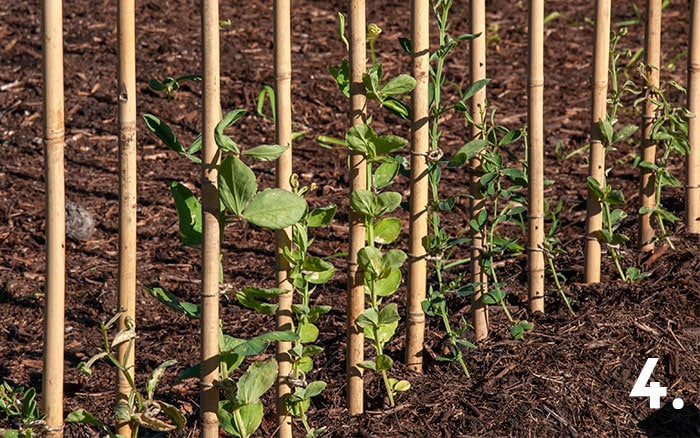 Tip 4 climbing sweet peas supports