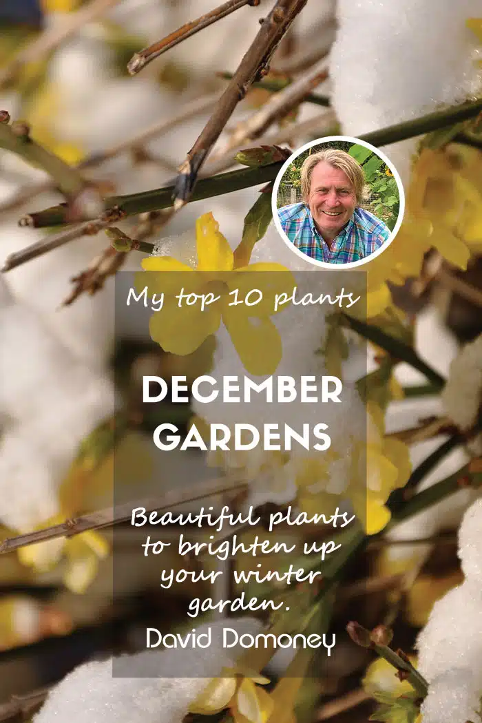 Top ten plants december gardens 2024 feature