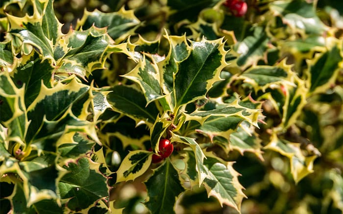 Ilex 'Argenteo marginata' festive foliage