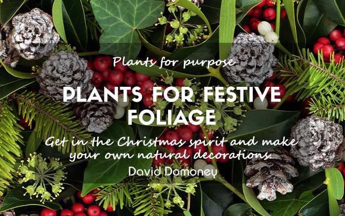 Festive foliage feature newsletter