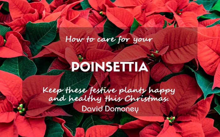 Poinsettia