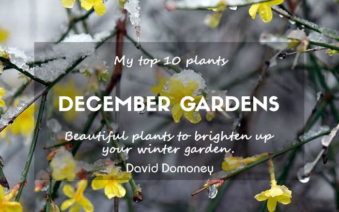 Blog top ten december garden plants feature newsletter