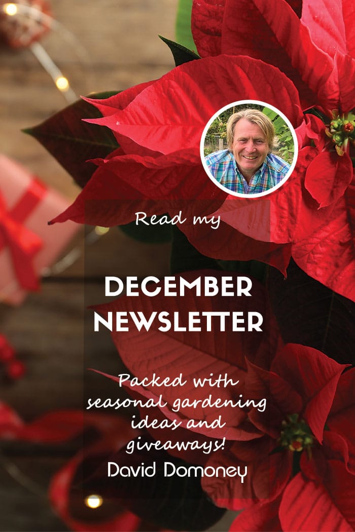 December newsletter 2024 blog feature