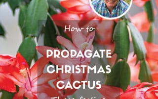 How to propagate Christmas cactus feature