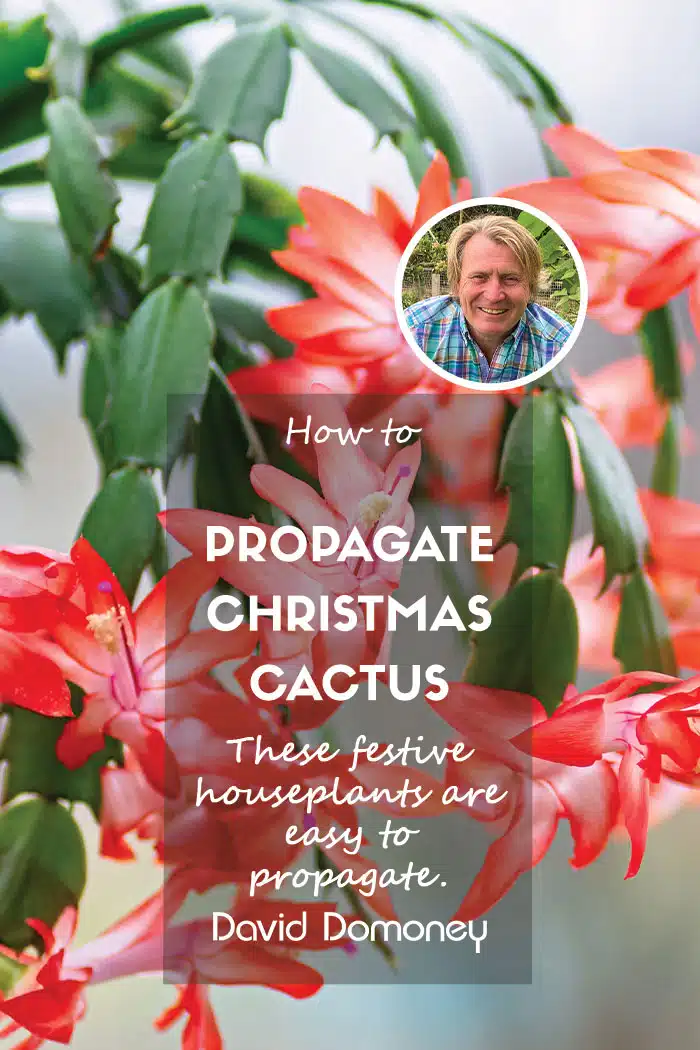 How to propagate Christmas cactus feature