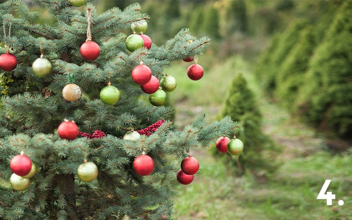 Pot-grown Christmas tree growing outside