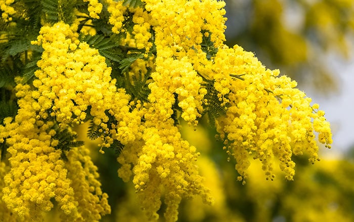 Acacia dealbata (Mimosa)