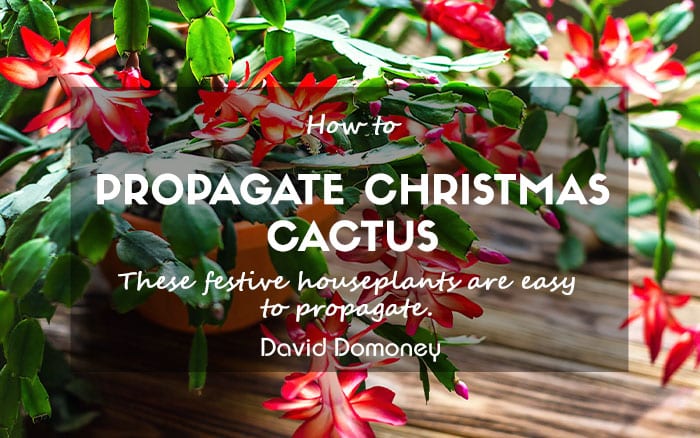 How to propagate christmas cactus