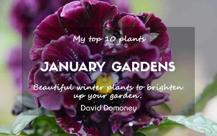 Top 10 plants for january gardens 2025