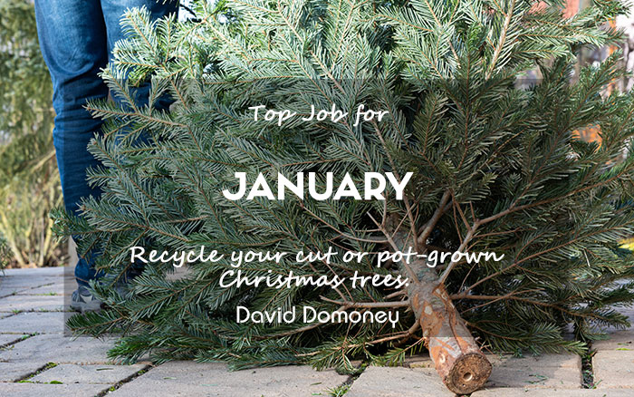 Top job january 2025 recycle christmas tree