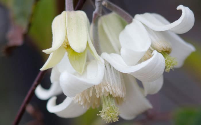 Clematis urophylla 'Winter Beauty' (Clematis)