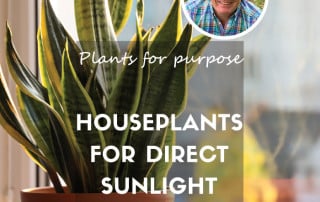 Direct sunlight houseplants feature