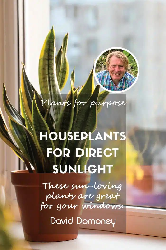 Direct sunlight houseplants feature