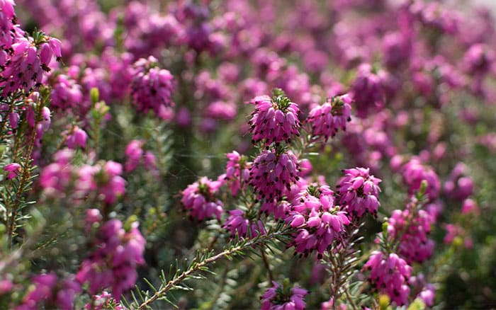 Erica carnea 'Myretoun Ruby' (Winter heath heather)