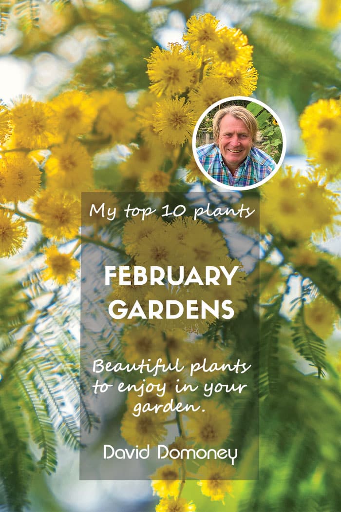 February top ten plants 2025 blog feature