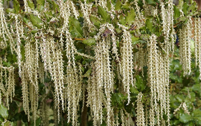 Garrya elliptica 'James Roof' (Silk tassel bush)