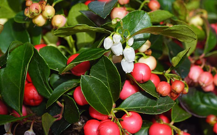 Gaultheria procumbens (Checkerberry)