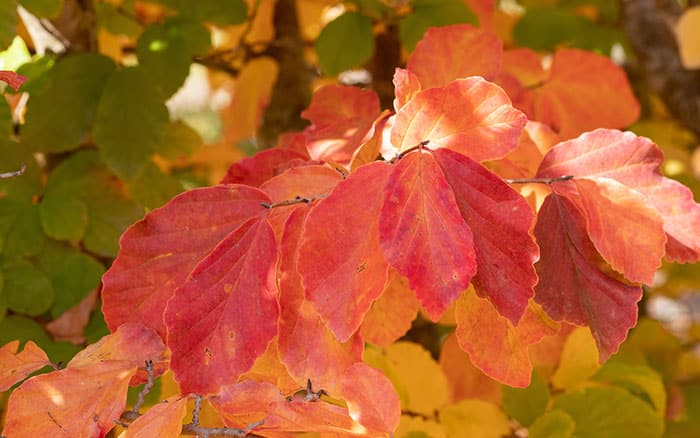 Parrotia persica (Persian Ironwood)