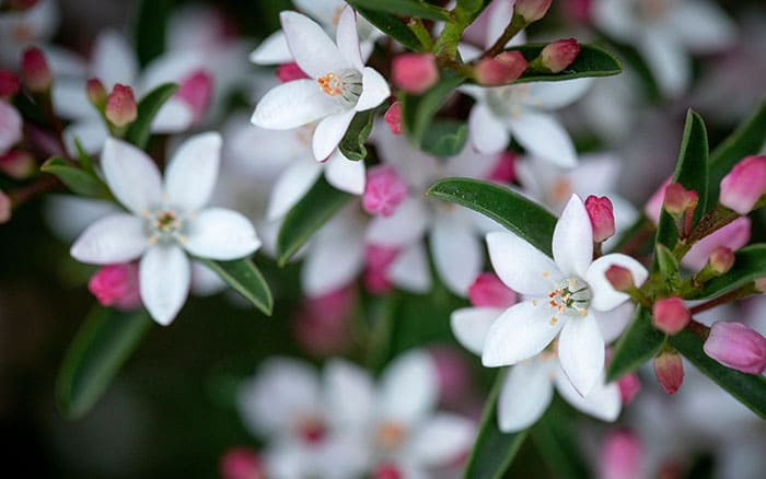 Philotheca myoporoides (Gin and tonic plant)