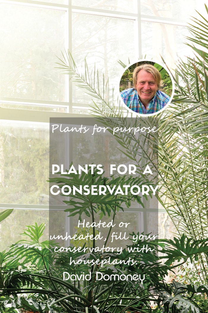 Plants for a conservatory feature