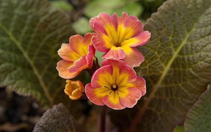 Primula 'Chameleon' (Primrose)