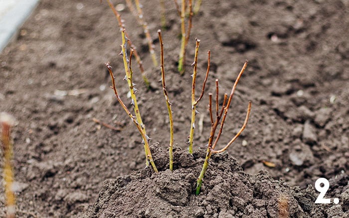 Tip two roses planted