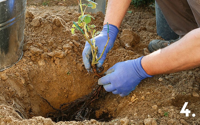 Tip 4 roses planting bareroot plant