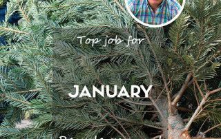 Top Job January 2025 - Recycle Christmas tree feature