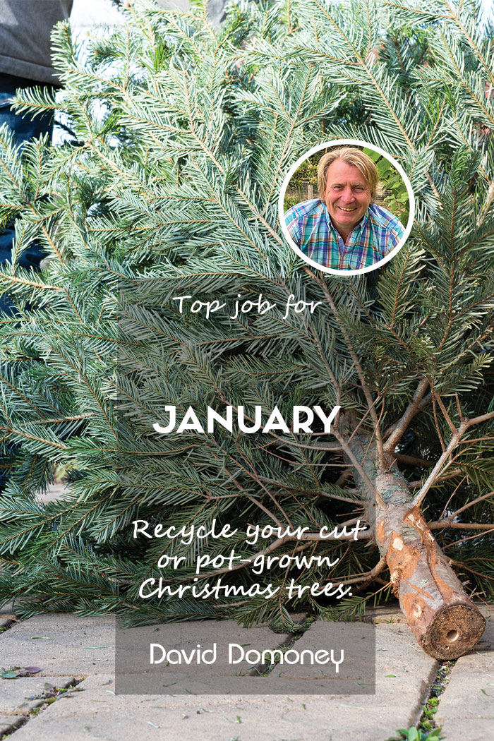 Top Job January 2025 - Recycle Christmas tree feature